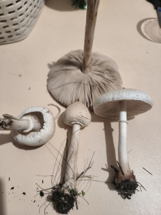 Гриб из Дербент