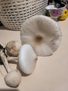 Гриб из Дербент