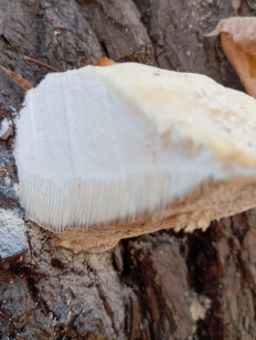 Гриб из Стерлитамак Башкирия