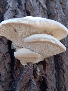 Гриб из Стерлитамак Башкирия