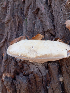 Гриб из Стерлитамак Башкирия