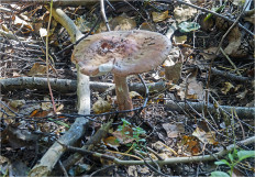 Amanita rubescens - Мухомор серо-розовый