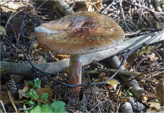 Amanita rubescens - Мухомор серо-розовый