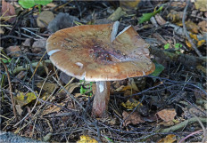 Amanita rubescens - Мухомор серо-розовый