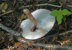 Amanita rubescens - Мухомор серо-розовый