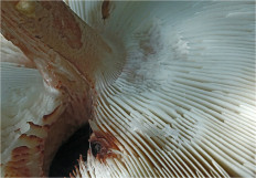 Amanita rubescens - Мухомор серо-розовый