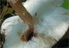 Amanita rubescens - Мухомор серо-розовый