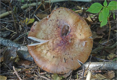 Amanita rubescens - Мухомор серо-розовый