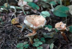 Гриб из Москва