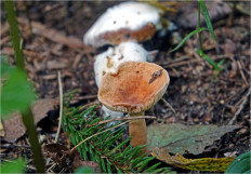 Гриб из Москва