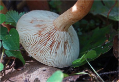 Гриб из Москва