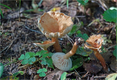 Гриб из Москва