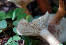 Гриб из Москва