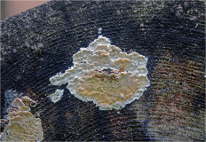 Гриб из Москва