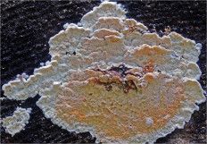 Гриб из Москва