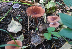 Гриб из Москва