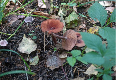 Гриб из Москва