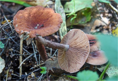 Гриб из Москва