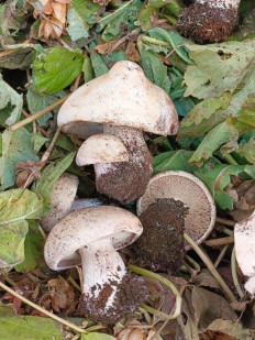 Гриб из Кировская обл. г. Уржум