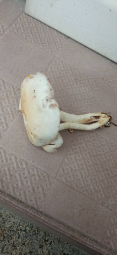 Гриб из Щелково