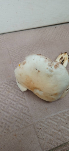 Гриб из Щелково