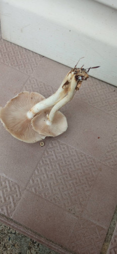 Гриб из Щелково