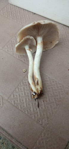 Гриб из Щелково