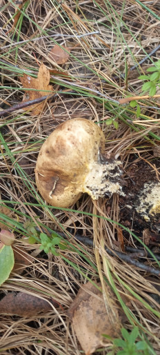 Гриб из Воронеж