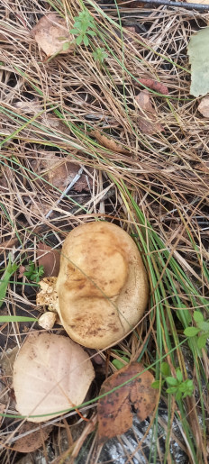 Гриб из Воронеж