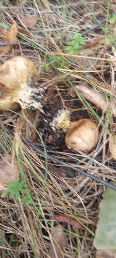 Гриб из Воронеж