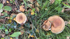 Свинушка тонкая