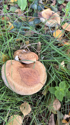 Свинушка тонкая