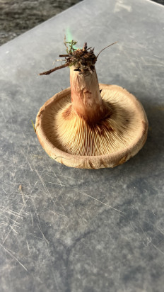 Свинушка тонкая