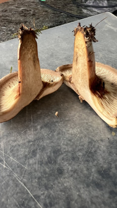 Свинушка тонкая