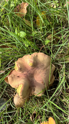 Гриб из Ingelmunster België