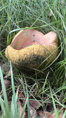 Гриб из Ingelmunster België