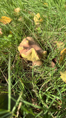 Гриб из Ingelmunster België