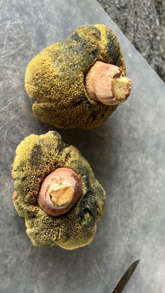 Гриб из Ingelmunster België