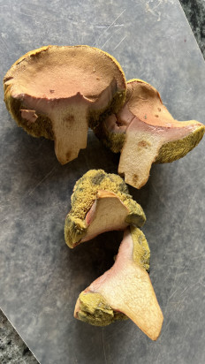 Гриб из Ingelmunster België