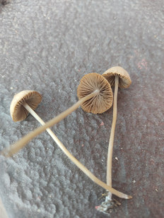 Гриб из Долгопрудный