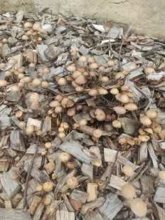 Гриб из Долгопрудный