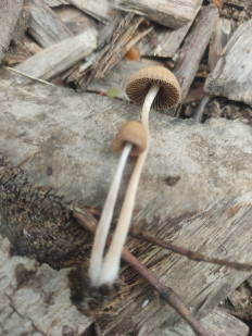 Гриб из Долгопрудный