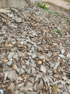 Гриб из Долгопрудный