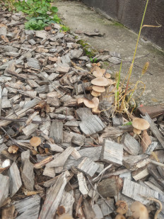 Гриб из Долгопрудный