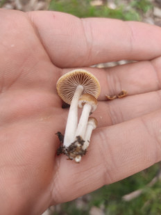 Гриб из Долгопрудный