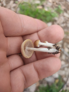 Гриб из Долгопрудный