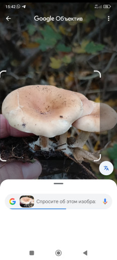 Гриб из Ставрополь