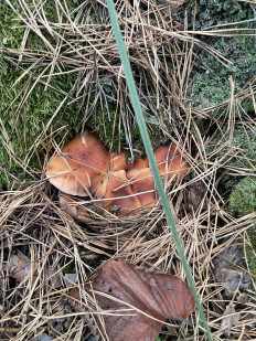 Гриб из Рамонский район, Бор