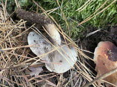 Гриб из Рамонский район, Бор