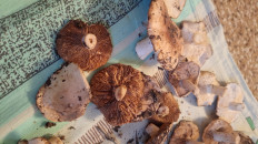 Гриб из Костанай